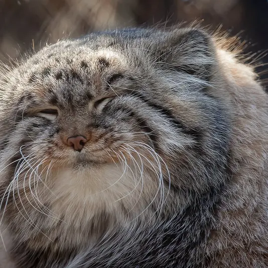 ノヴォシビルスク動物園のゼレノゴルスクの写真