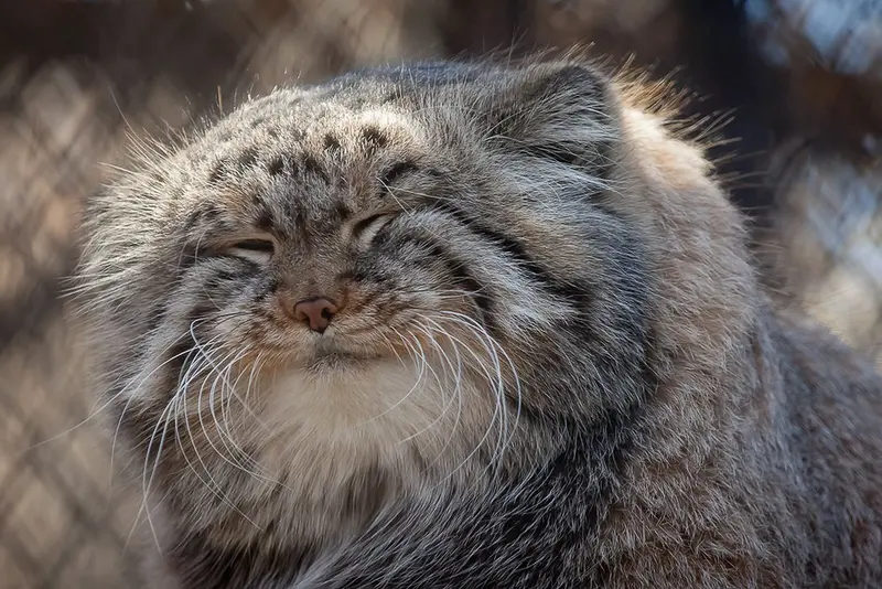ノヴォシビルスク動物園のゼレノゴルスクの写真