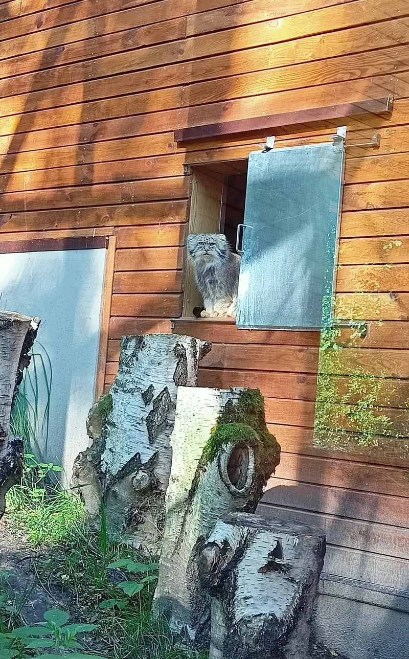グダニスク動物園のマヌエルの写真