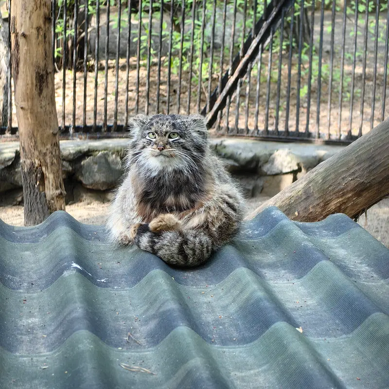 ノヴォシビルスク動物園のマリクの写真