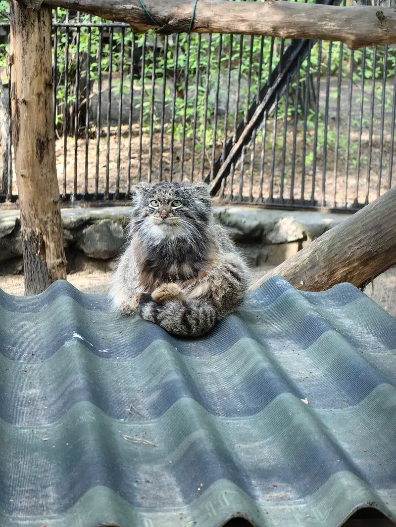 ノヴォシビルスク動物園のマリクの写真