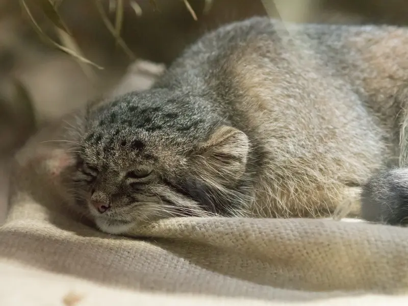 恩賜上野動物園のクリョンの写真