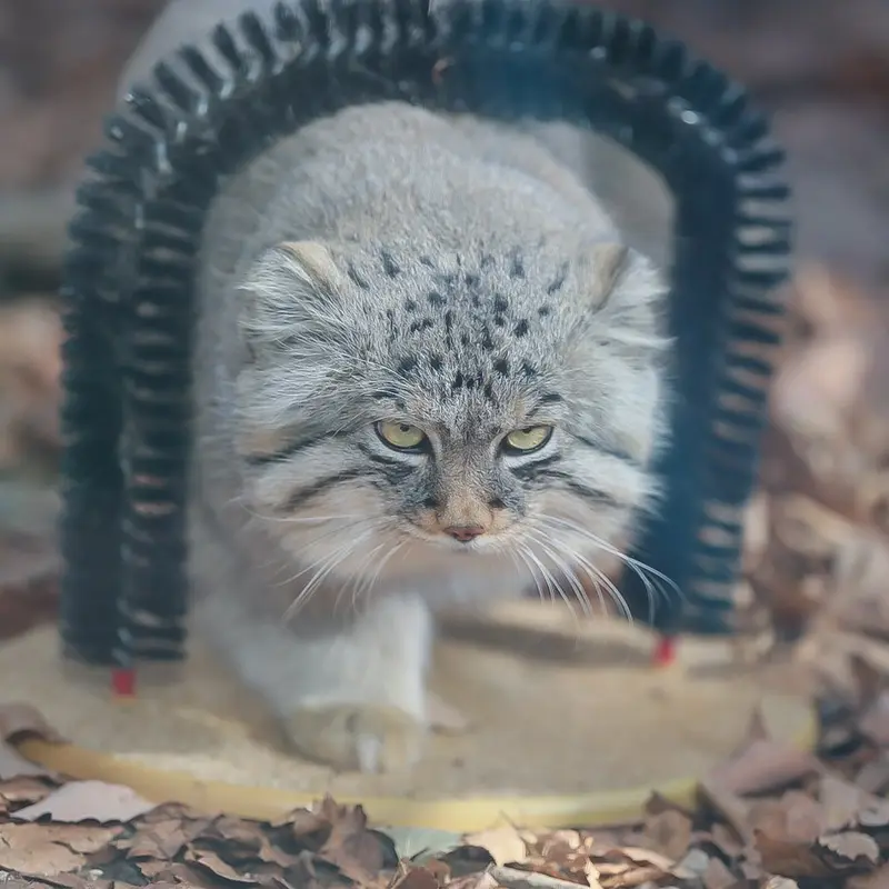 マヌルネコの写真