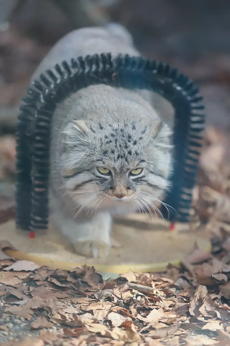 マヌルネコの写真