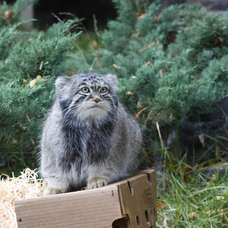 モスクワ動物園のティモフェイの写真