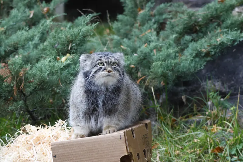 モスクワ動物園のティモフェイの写真