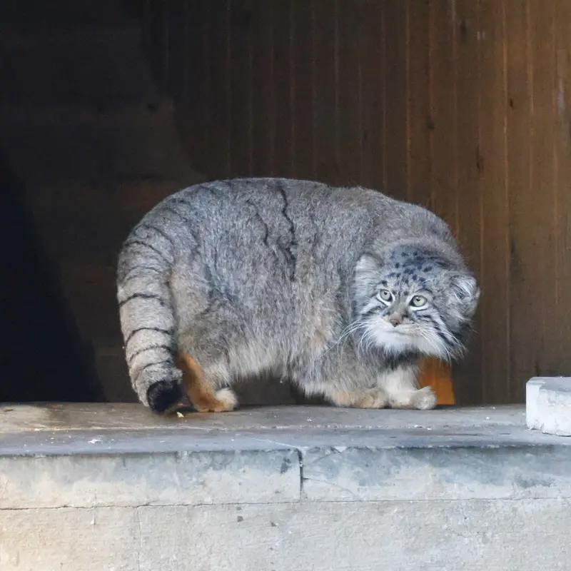 モスクワ動物園のティモフェイの写真
