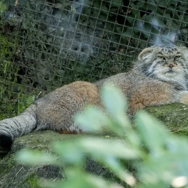 ロッテルダム動物園のコタの写真