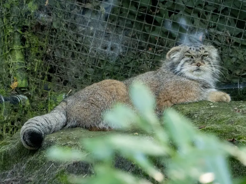 ロッテルダム動物園のコタの写真
