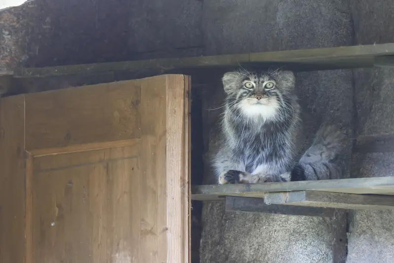 モスクワ動物園のティモフェイの写真