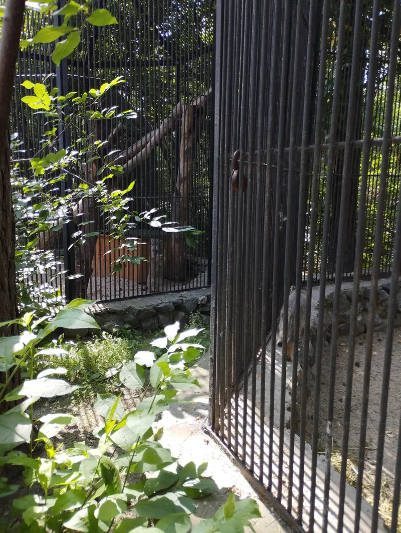 ノヴォシビルスク動物園のマヌルネコの写真