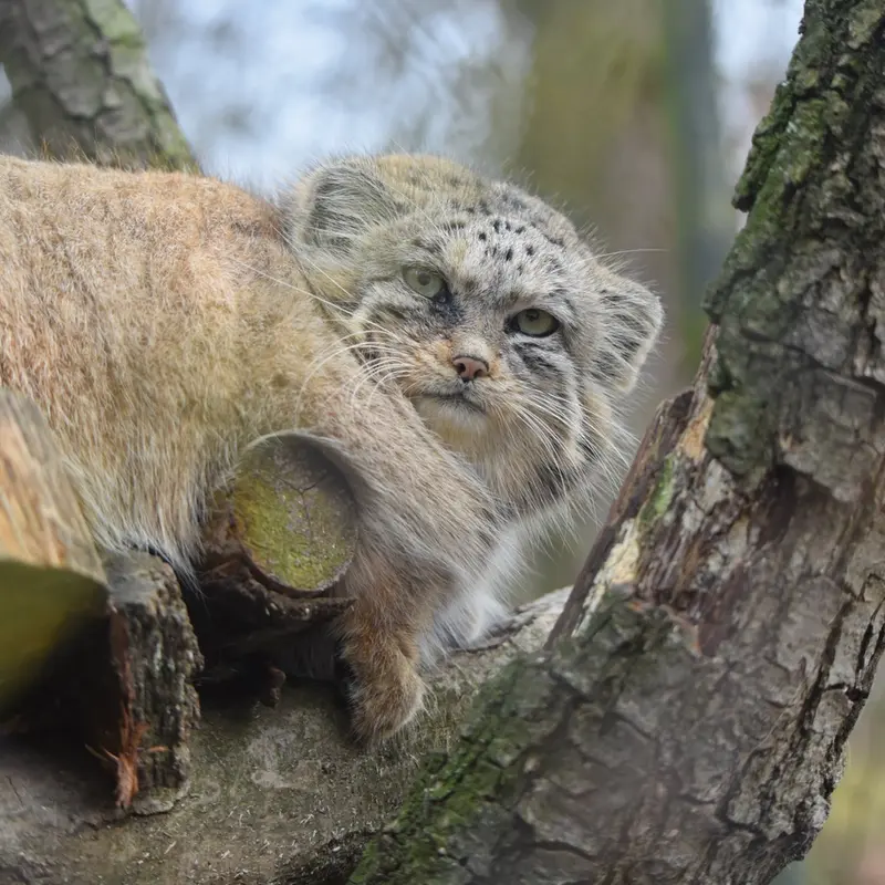 ブルノ動物園のナミカの写真