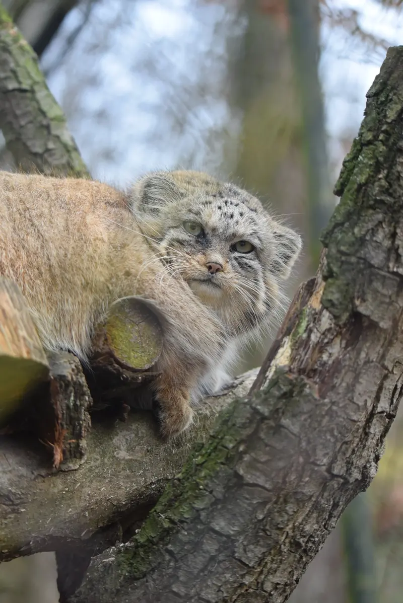 ブルノ動物園のナミカの写真
