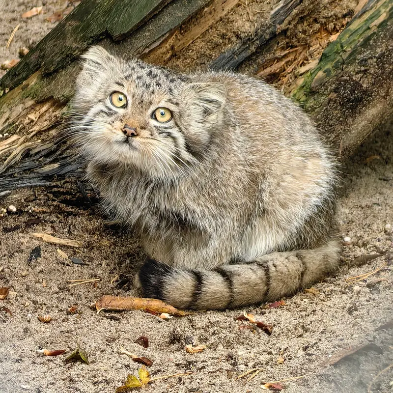 ノヴォシビルスク動物園のベレリの写真