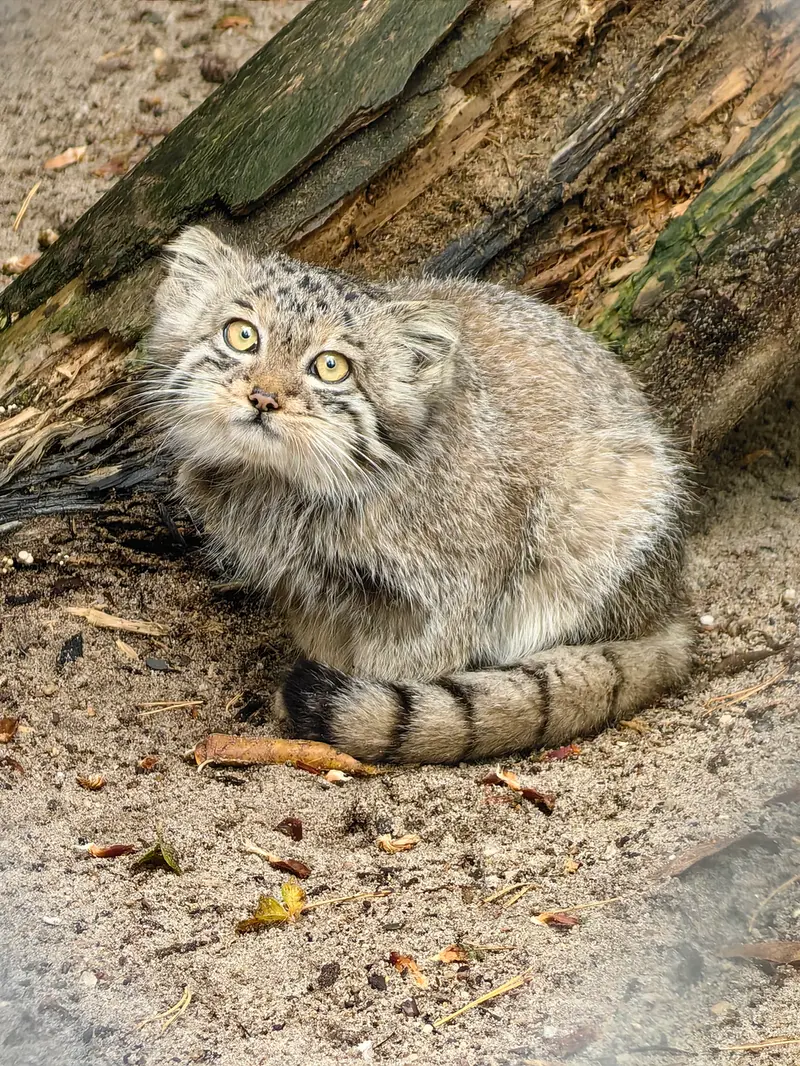 ノヴォシビルスク動物園のベレリの写真