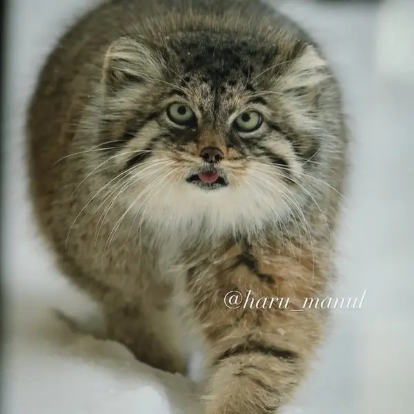 那須どうぶつ王国のポリーの写真