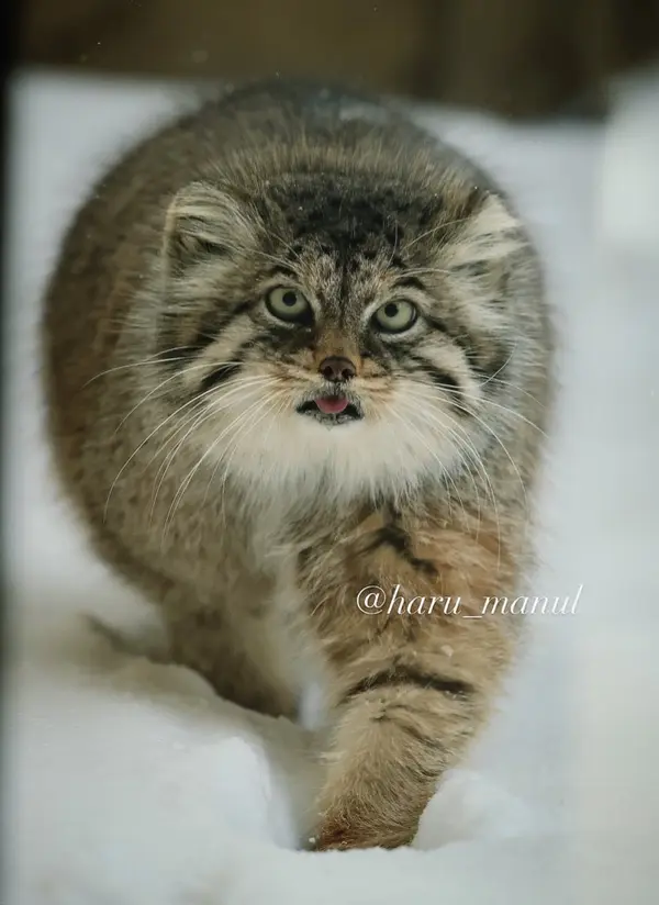 那須どうぶつ王国のポリーの写真