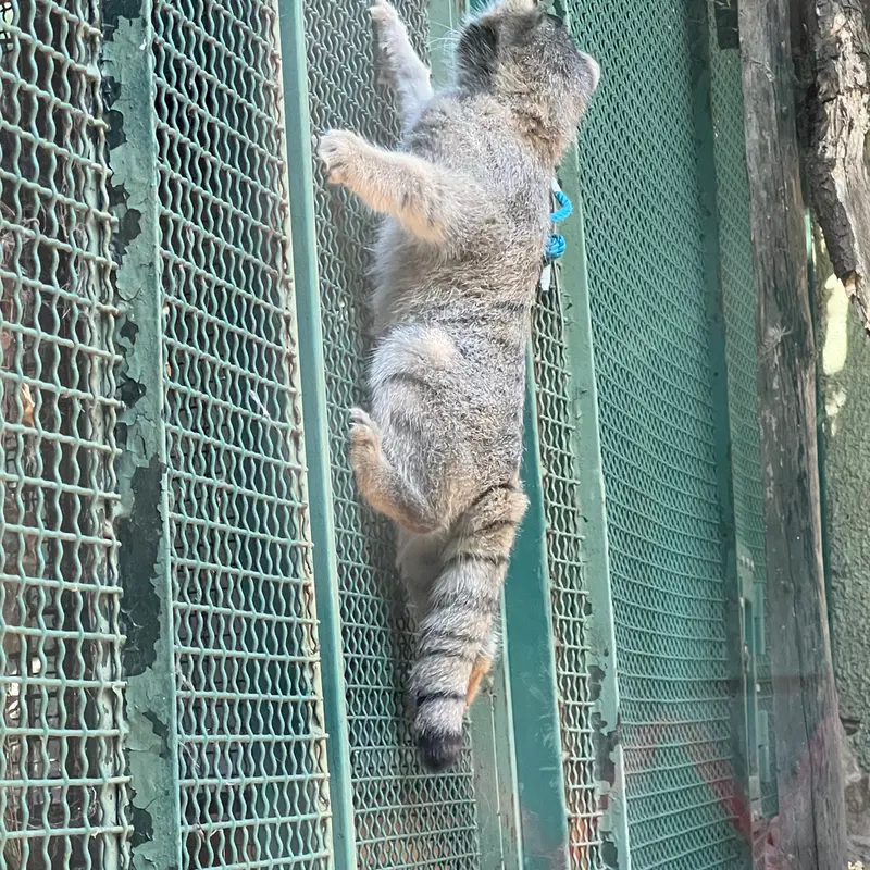ブダペスト動物園・植物園のボリス Ⅱの写真