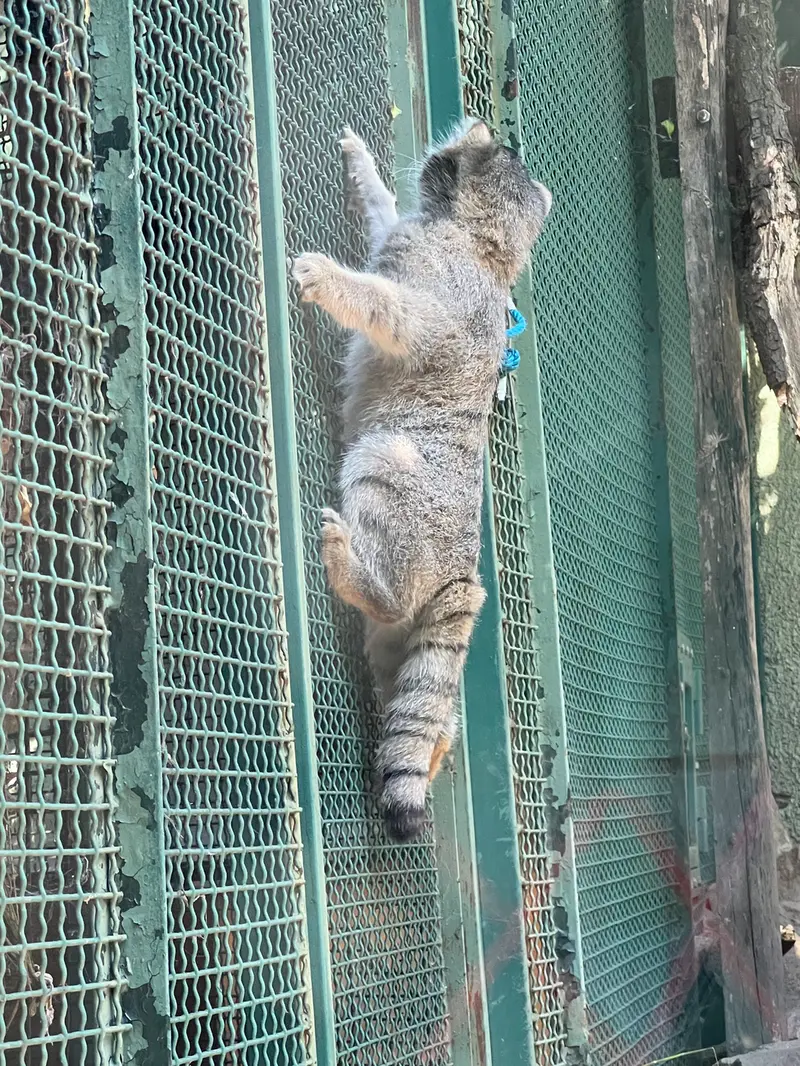 ブダペスト動物園・植物園のボリス Ⅱの写真
