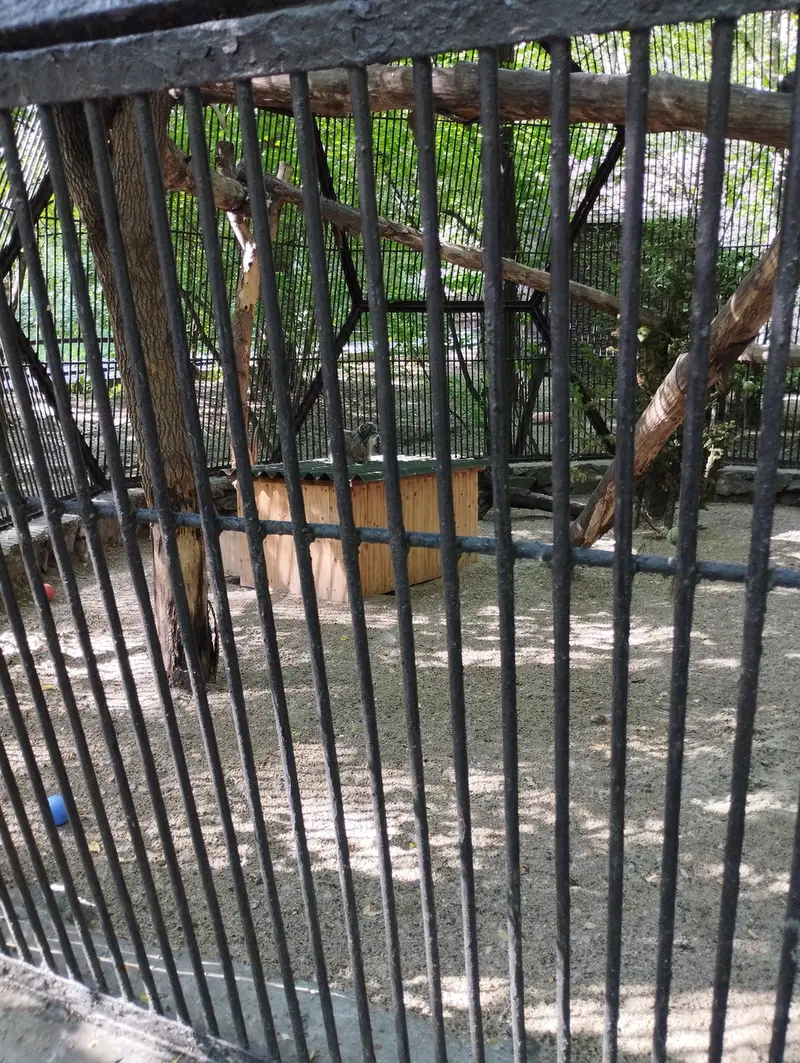 ノヴォシビルスク動物園のマヌルネコの写真
