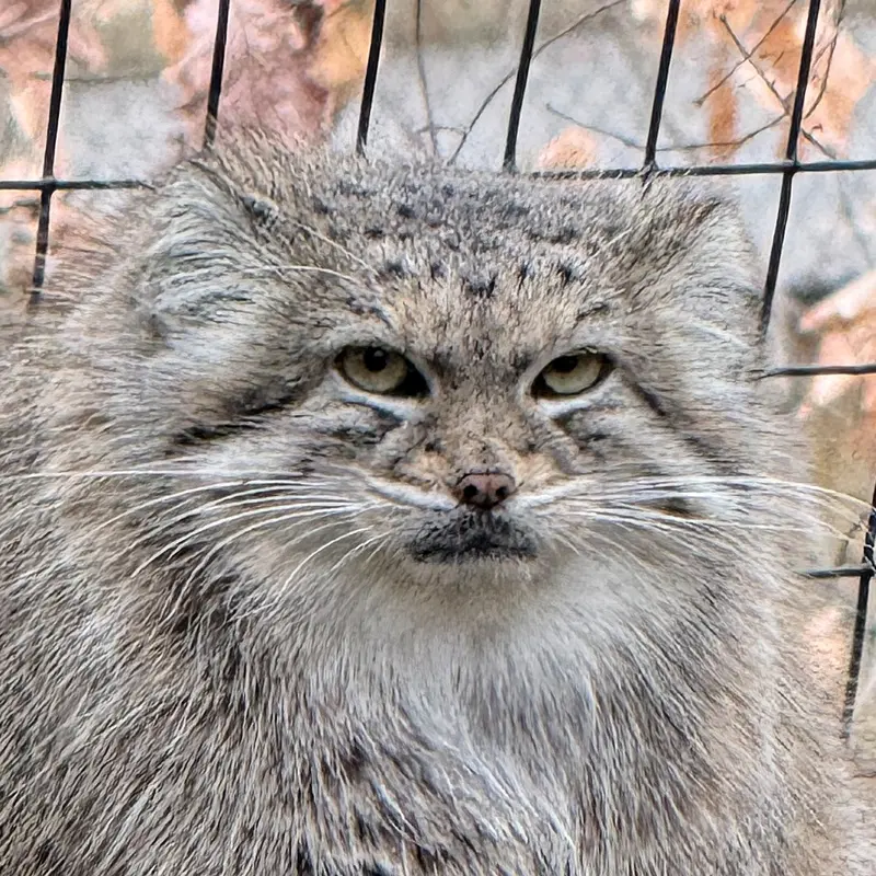スミソニアン国立動物園のマヌルネコのアカル