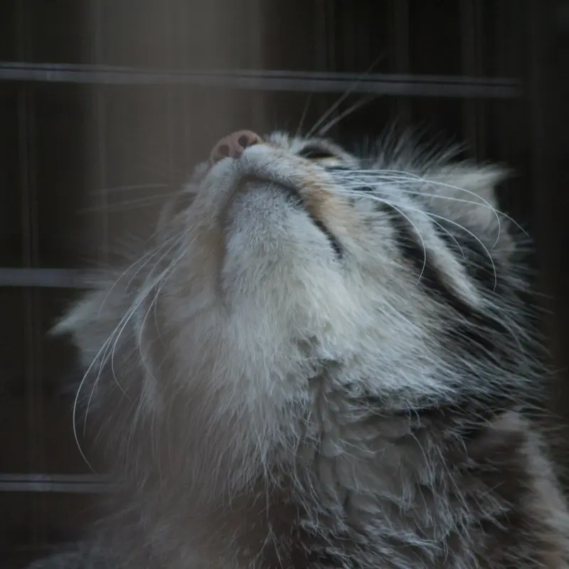 野毛山動物園のフィーガの写真