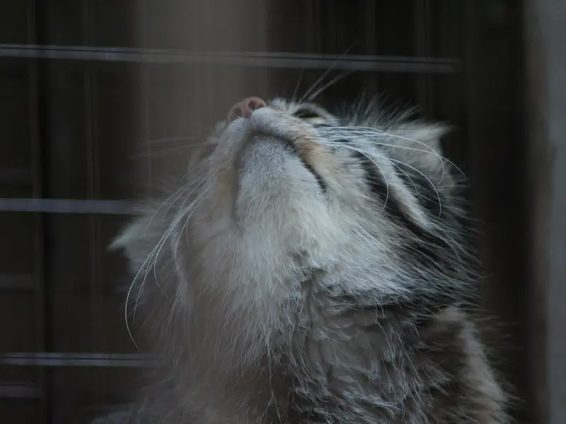 野毛山動物園のフィーガの写真
