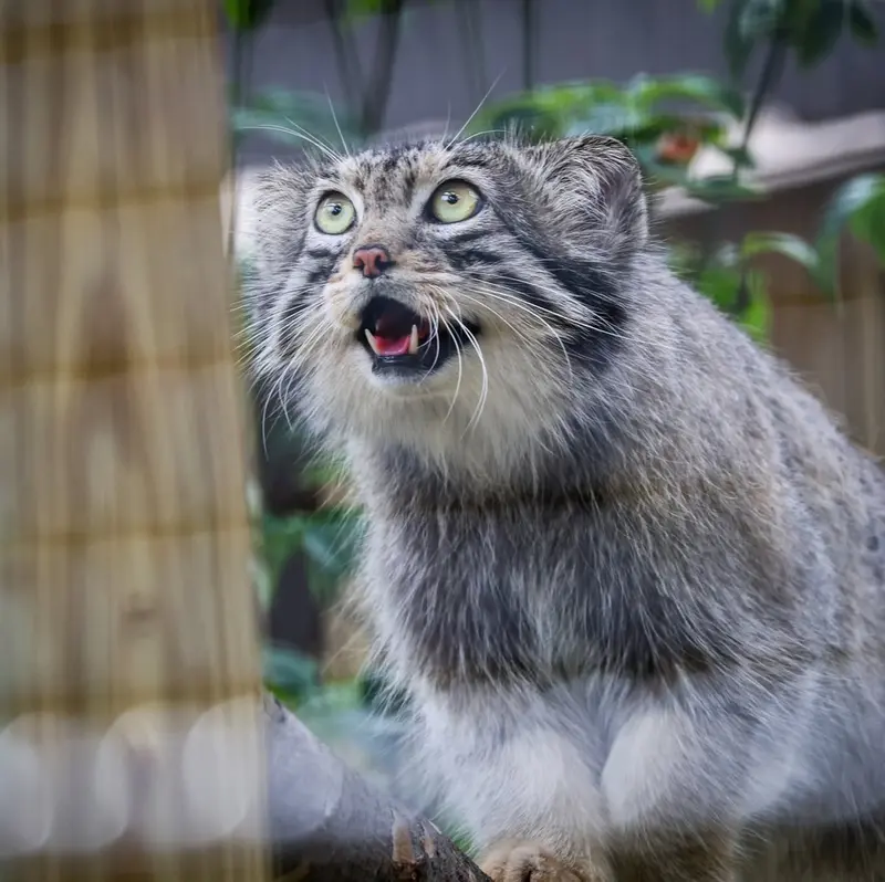 エルムウッド・パーク動物園のレザの写真