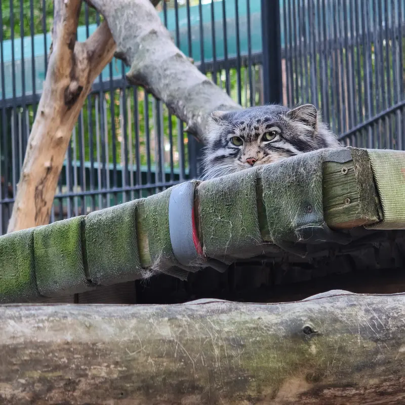 ノヴォシビルスク動物園のグレイの写真