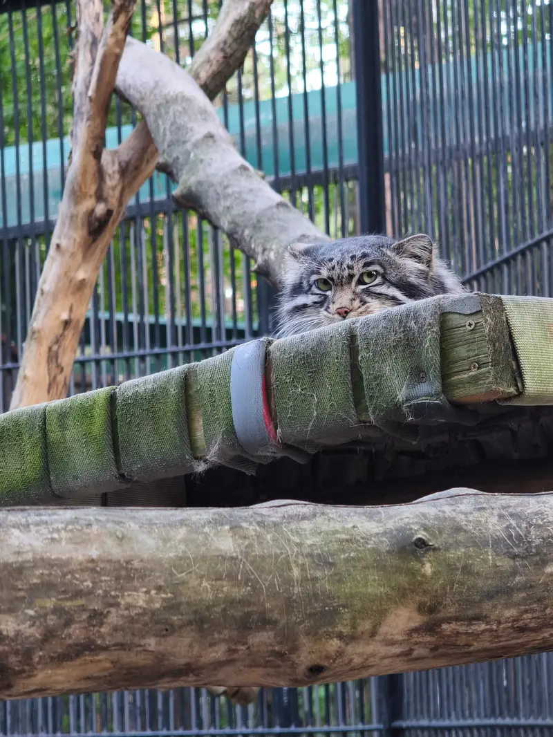 ノヴォシビルスク動物園のグレイの写真