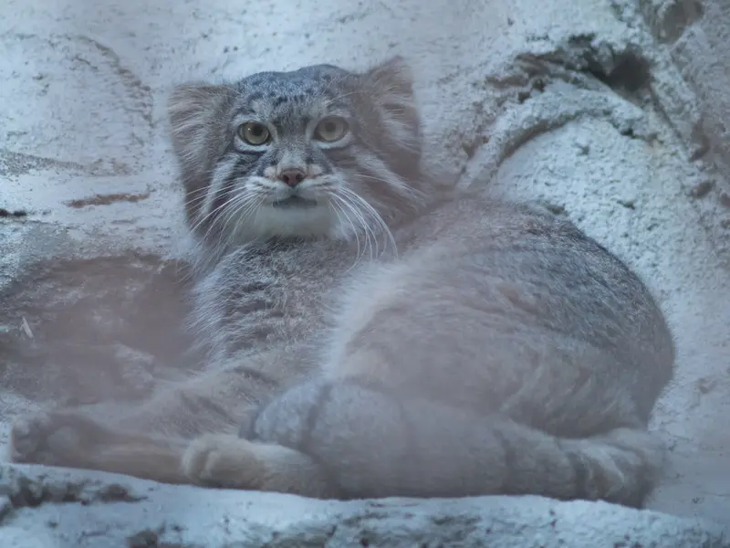 野毛山動物園のフィーガの写真