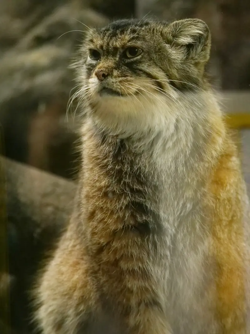 恩賜上野動物園のプリームラの写真