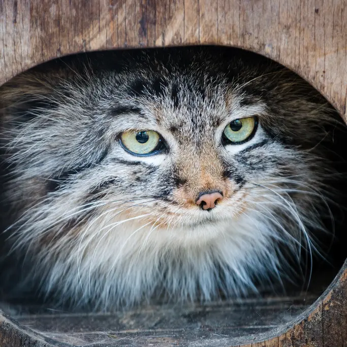 ノヴォシビルスク動物園のガビの写真