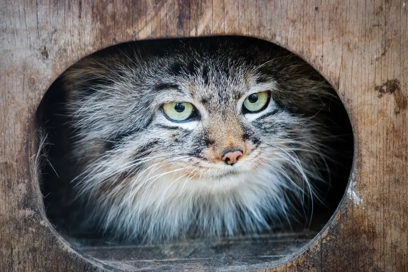 ノヴォシビルスク動物園のガビの写真