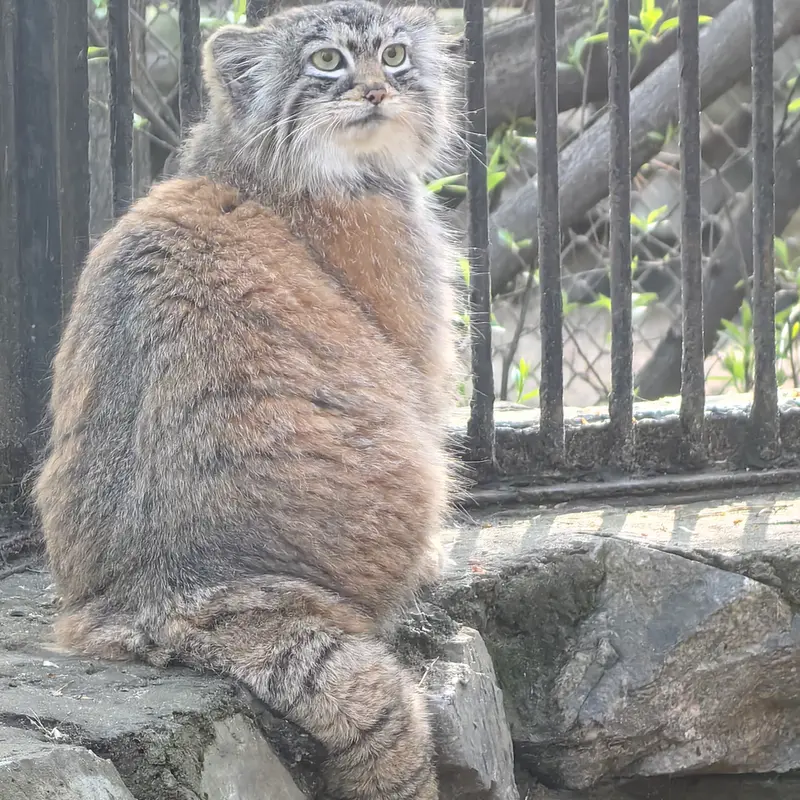 ノヴォシビルスク動物園のアーニャの写真