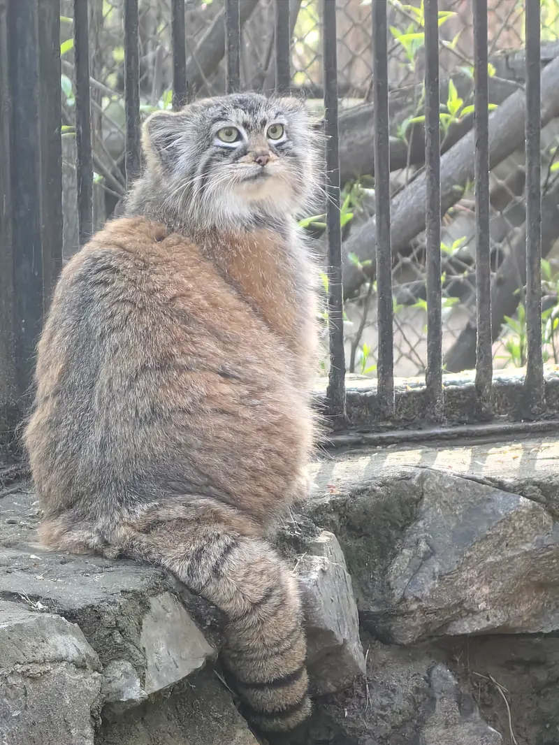 ノヴォシビルスク動物園のアーニャの写真