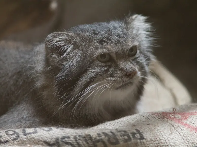 恩賜上野動物園のクリョンの写真