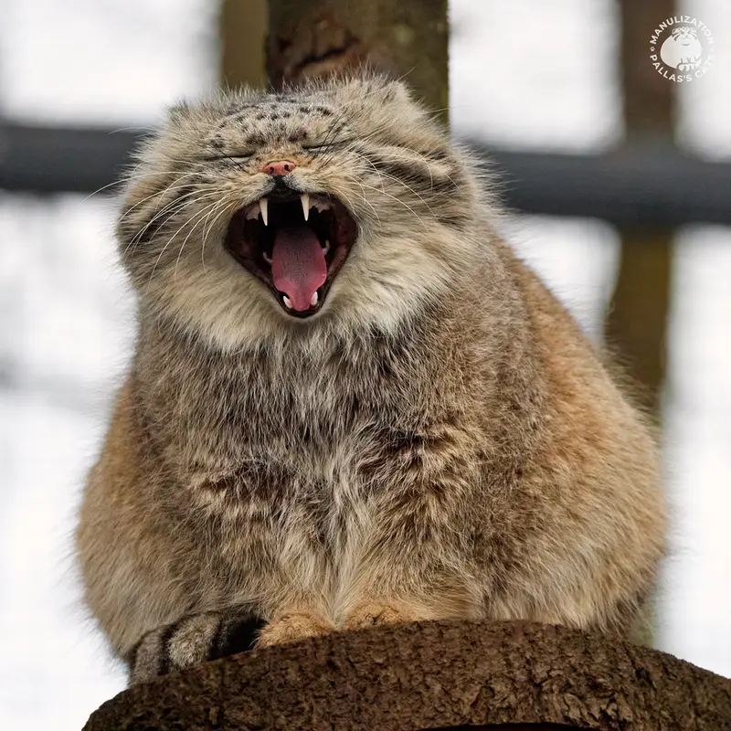 グダニスク動物園のマヌエルの写真