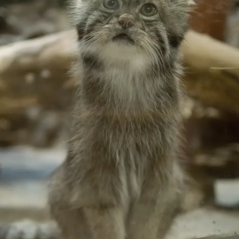 恩賜上野動物園のクリョンの写真