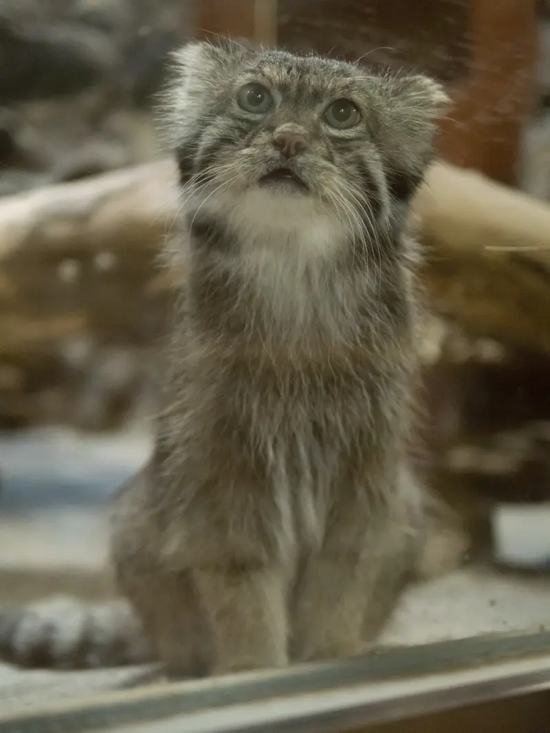 恩賜上野動物園のクリョンの写真