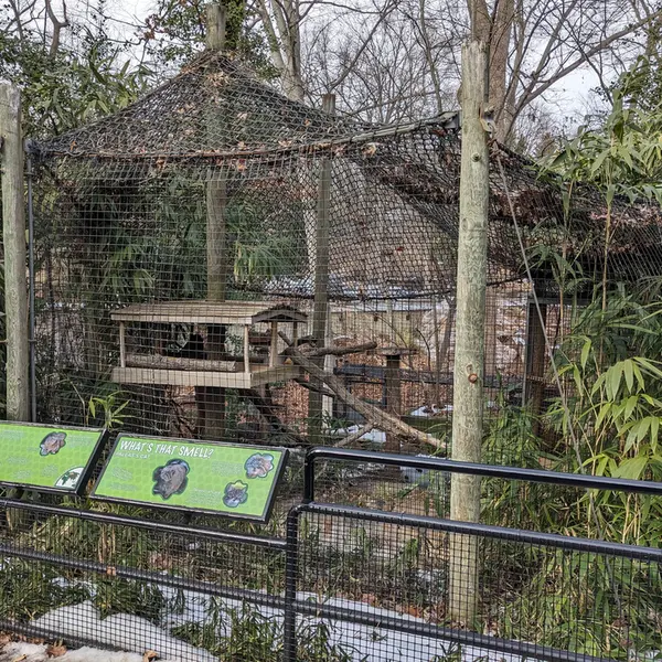 スミソニアン国立動物園のマヌルネコの写真