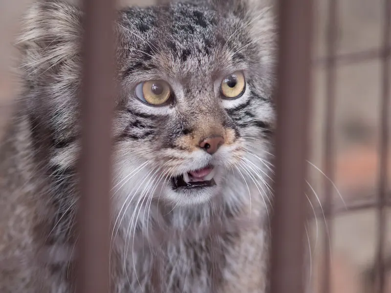 野毛山動物園のフィーガの写真