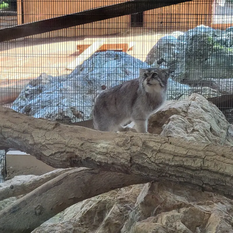 ミル・マウンテン動物園のバトバヤルの写真