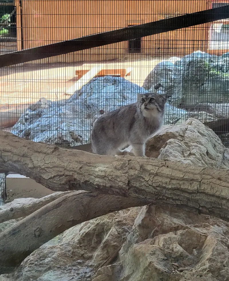 ミル・マウンテン動物園のバトバヤルの写真
