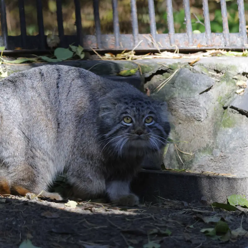 ノヴォシビルスク動物園のメンスの写真