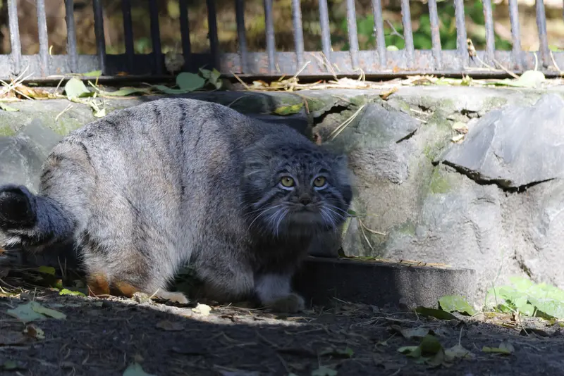 ノヴォシビルスク動物園のメンスの写真