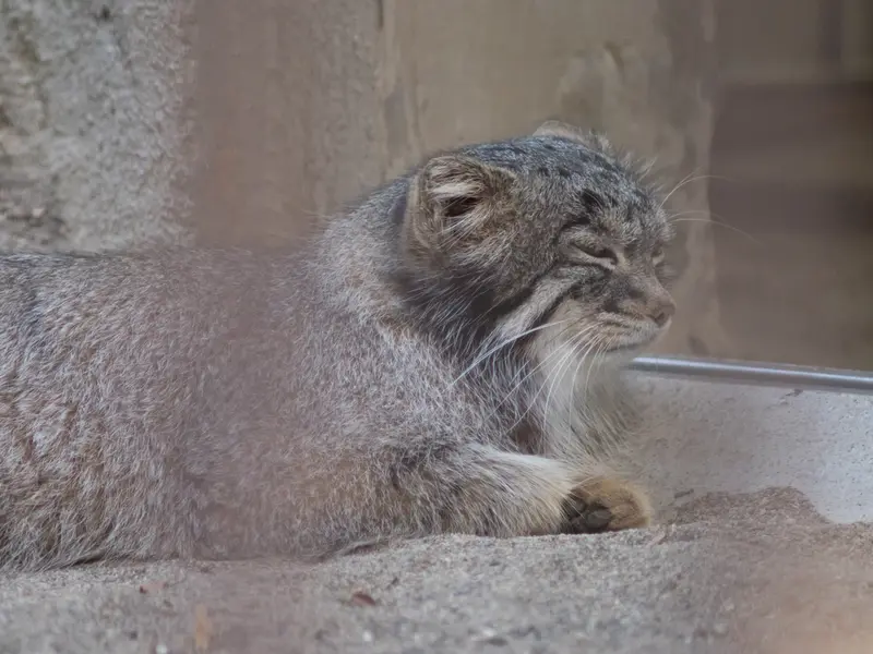 野毛山動物園のフィーガの写真