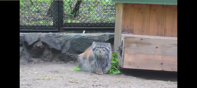 ⚡アデルの赤ちゃんがノヴォシビルスク動物園で生まれました！