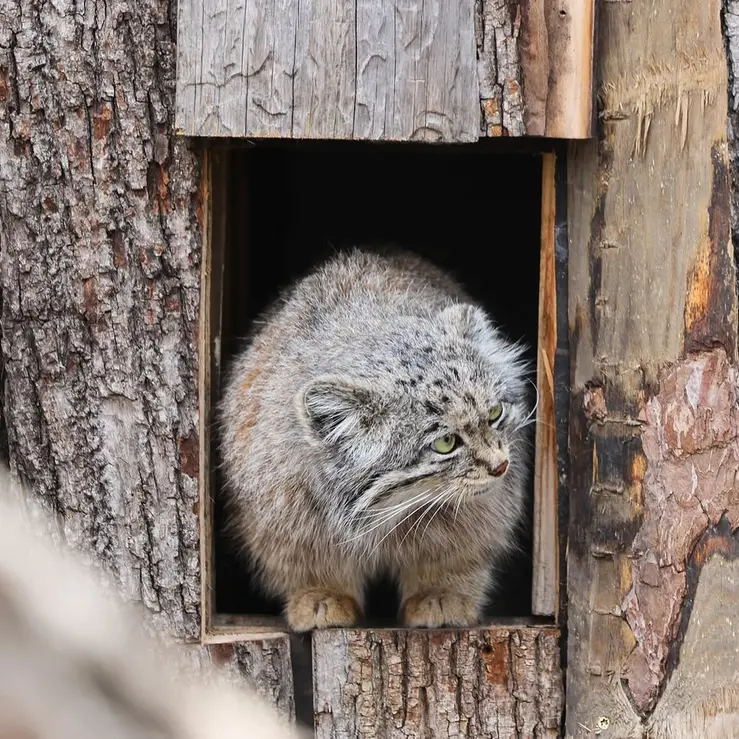 レッドリバー動物園のカイの写真