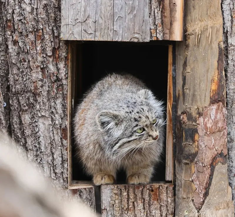 レッドリバー動物園のカイの写真